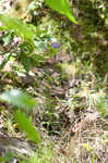 Showy gentian